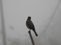 Phoenicurus frontalis