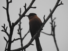 Heterophasia capistrata