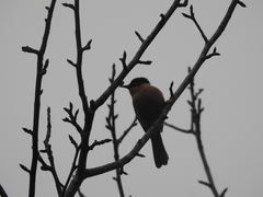 Heterophasia capistrata