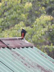 Phoenicurus leucocephalus