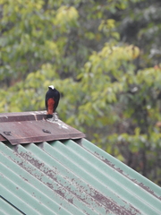 Phoenicurus leucocephalus