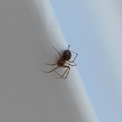 Araneomorphae