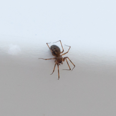 Araneomorphae