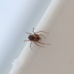 Araneomorphae