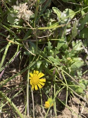 Senecio leucanthemifolius