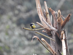 Parus monticolus