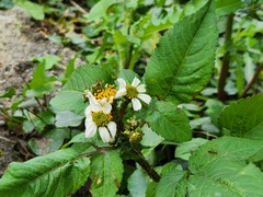 Anoplolepis gracilipes