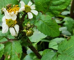 Anoplolepis gracilipes