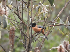 Heterophasia capistrata
