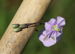 Heliophila rigidiuscula
