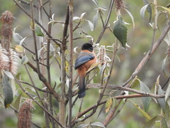 Heterophasia capistrata