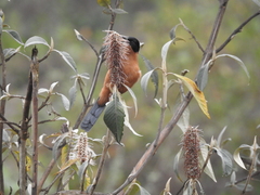 Heterophasia capistrata