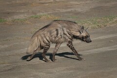 Hyaena hyaena dubbah
