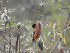 Heterophasia capistrata