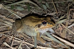 Ranoidea alboguttata