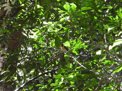 Symposiachrus trivirgatus