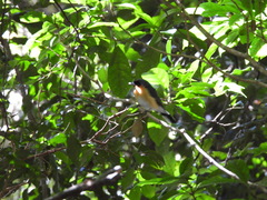 Symposiachrus trivirgatus