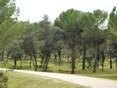 Quercus rotundifolia