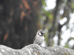 Pycnonotus leucogenys