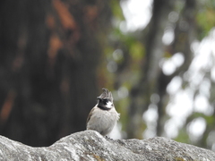 Pycnonotus leucogenys