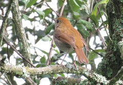 Catharus occidentalis