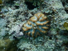 Oulophyllia