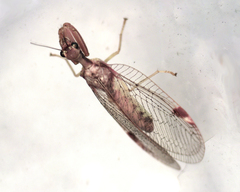 Ditaxis meridiei
