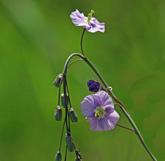Heliophila rigidiuscula
