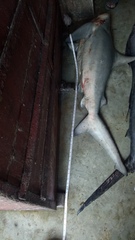 Carcharhinus amboinensis