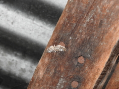 Glyphodes onychinalis