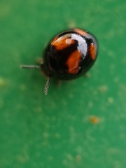 Derispia