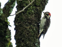 Dryobates stricklandi