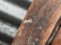 Glyphodes onychinalis