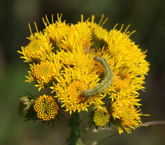 Berkheya umbellata