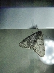 Phigalia