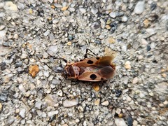 Physopelta quadriguttata