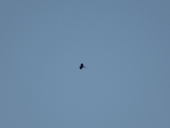 Accipiter nisus