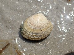 Katelysia rhytiphora