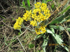 Helichrysum nudifolium