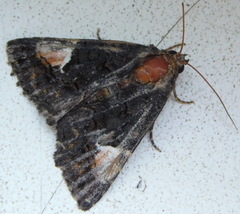 Aedia funesta
