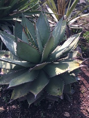 Agave titanota