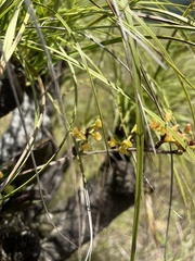 Polystachya mauritiana