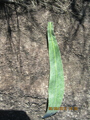 Helichrysum nudifolium