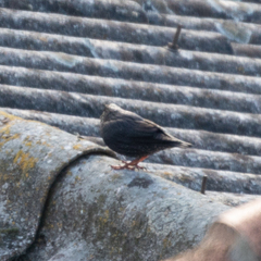 Sturnus unicolor