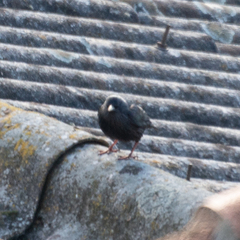 Sturnus unicolor