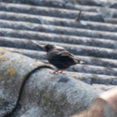 Sturnus unicolor