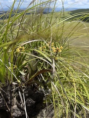 Polystachya mauritiana