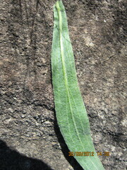 Helichrysum nudifolium