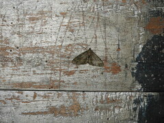 Phigalia denticulata