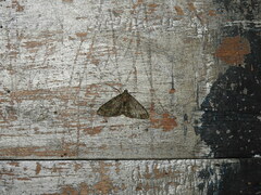 Phigalia denticulata